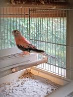 Bourke bourks parkiet man 2025, Parkiet, Geringd