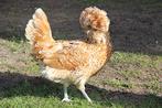 Padua kriel kippen jonge hennen beschikbaar, Animaux & Accessoires, Volatiles, Poule ou poulet, Femelle