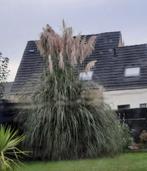 Pampas plumeau, Ophalen
