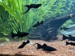 Sluierstaart black molly 20 st ongeveer