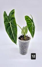 Alocasia Frydek (zonder zichtbare variegatie), Huis en Inrichting, Kamerplanten, Groene kamerplant, Ophalen of Verzenden, Overige soorten