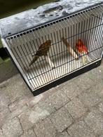 kweekkoppel roodruggen, Dieren en Toebehoren, Geringd