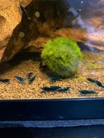 Blue dream / blue velvet neocaridina garnalen, Dieren en Toebehoren