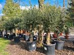 Terrasolijfboom Olea Europaea, Jardin & Terrasse, Plantes | Arbres, Enlèvement