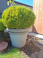 Motvrije buxusbollen 3 stuks in pot, Tuin en Terras, Ophalen, Bloeit niet, Vaste plant, Overige soorten