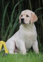 Labrador, België, CDV (hondenziekte), 8 tot 15 weken, Teef
