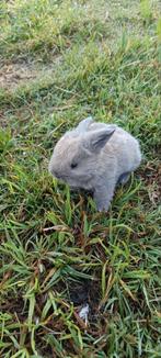 Baby konijn, Dieren en Toebehoren, Konijnen