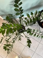 Zamioculcas zamiifolia ZZ-plantEmerald Palm of Zanzibar Gem, Huis en Inrichting, Kamerplanten, Ophalen, Palm
