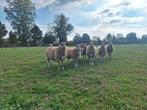 Stamboek ramlammeren rouge de l'ouest, Dieren en Toebehoren, Schapen, Geiten en Varkens