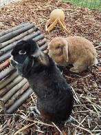 2 hangoor konijnen, Dieren en Toebehoren, Konijnen, Hangoor