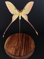 Véritable Papillon Lune Actias Dubernardi de Chine globe, Collections, Collections Animaux, Insecte, Animal empaillé, Enlèvement ou Envoi