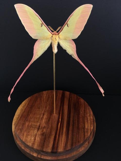 Echte Actias Dubernardi Moon Butterfly uit China Globe, Verzamelen, Dierenverzamelingen, Nieuw, Opgezet dier, Insect, Ophalen of Verzenden