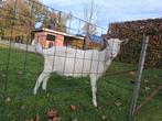 Witte saanen geit, Dieren en Toebehoren, Geit