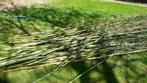 bussel bamboe stokke, Tuin en Terras, Planten | Tuinplanten, Ophalen of Verzenden