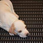 Luchtbed (mat) voor werpbak puppy's, Dieren en Toebehoren, Ophalen of Verzenden, Nieuw, Overige