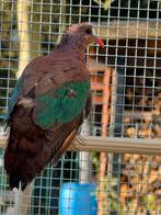 Stephani groenvleugel, Dieren en Toebehoren, Vogels | Overige Vogels