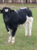 Stier, Dieren en Toebehoren, Runderen