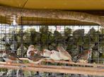 Zebravinken voor binnen of buiten, Animaux & Accessoires, Oiseaux | Oiseaux Autre, Oiseau tropical, Plusieurs animaux