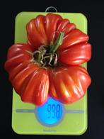 5 zaden spectaculair grote tomaat Hoy, Tuin en Terras, Voorjaar, Zaad, Verzenden