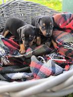 Schattige Dwerg Pincher Pups, Dieren en Toebehoren, België, Overige rassen, CDV (hondenziekte), 8 tot 15 weken