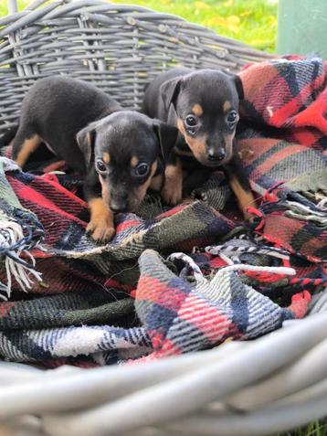  Schattige Dwerg Pincher Pups beschikbaar voor biedingen
