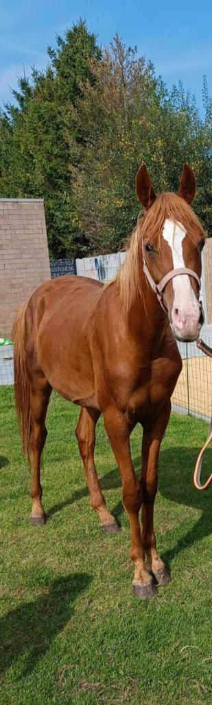 3 jarige hengst, Dieren en Toebehoren, Paarden, Hengst