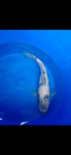 Shiro utsuri, Dieren en Toebehoren, Vissen | Vijvervissen