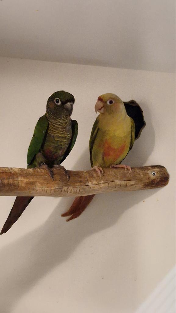 Pyrrhura frontalis fallow kweekstel met 5 jongen, Dieren en Toebehoren, Vogels | Parkieten en Papegaaien