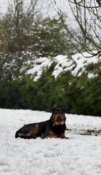 Rotweiller, 3 jaar, Ophalen of Verzenden