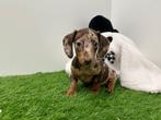 Dwergteckel pups, Dieren en Toebehoren, Honden | Teckels en Dashonden, België, 8 tot 15 weken, Korthaar, CDV (hondenziekte)