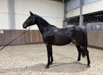 Springpaard te koop, Dieren en Toebehoren, Paarden, Merrie, Springpaard, Met stamboom