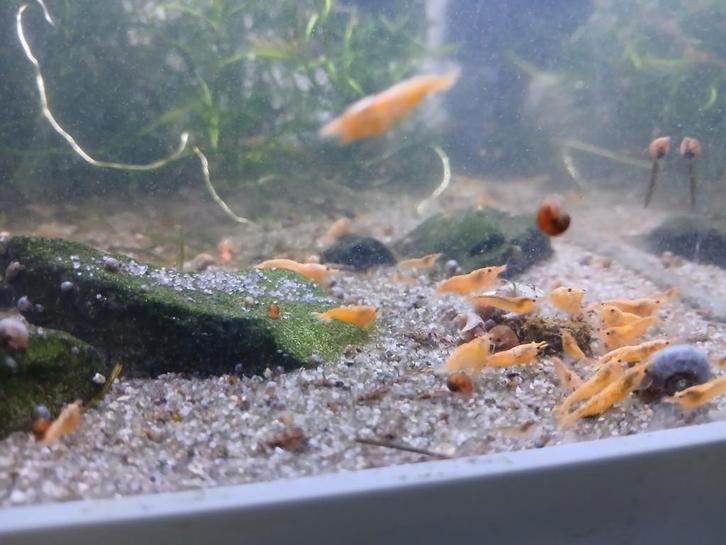 Crested cream neocaridina garnalen. (15 voor 15euro), Animaux & Accessoires, Poissons | Poissons d'aquarium