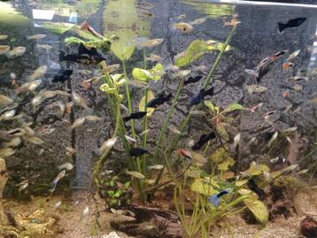 Guppy's / endler/ guppies  beschikbaar voor biedingen