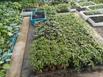 Tomatenplanten, Tuin en Terras, Planten | Tuinplanten, Ophalen