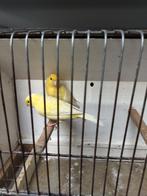 Kanaries, Dieren en Toebehoren, Vogels | Kanaries, Meerdere dieren, Kleurkanarie