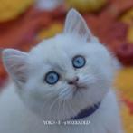 Brits korthaar Goud / British Shorthair Golden Point, Meerdere dieren, Gechipt, 0 tot 2 jaar