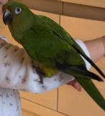 Cherche conures, Dieren en Toebehoren, Vogels | Parkieten en Papegaaien