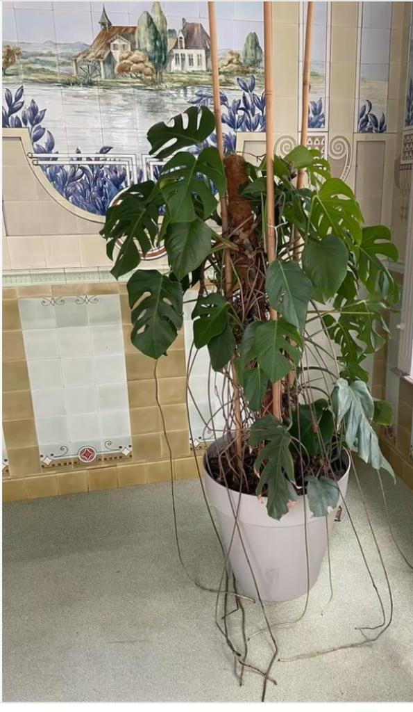 Monstrea Gatenplant, Huis en Inrichting, Kamerplanten, Overige soorten, 100 tot 150 cm, Groene kamerplant, Halfschaduw, In pot