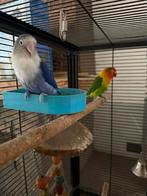 Koppel love birds, Dieren en Toebehoren, Vogels | Parkieten en Papegaaien, Tam
