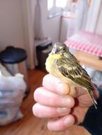 Serin a poitrine citron mâle 2022 bon chanteur, Mâle