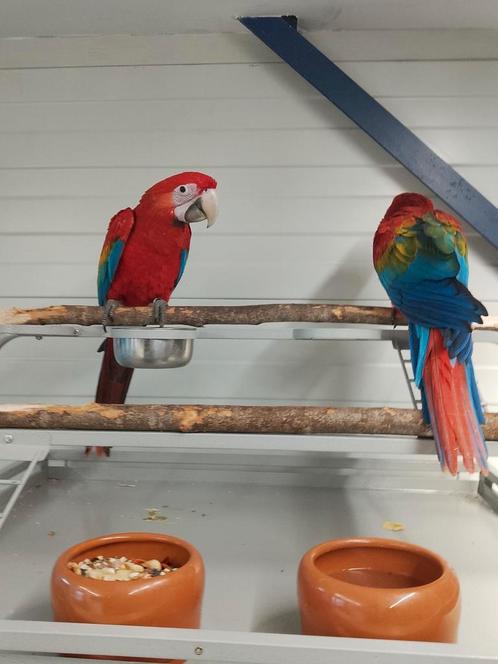 Super tamme Ruby Ara man 12 weken oud, Dieren en Toebehoren, Vogels | Parkieten en Papegaaien, Papegaai, Mannelijk, Tam, Geringd