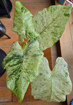 Alocasia Macrorrhiza Splash variegata, Huis en Inrichting, Kamerplanten, Ophalen of Verzenden