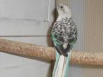 stanley rosella blauw opaline, Dieren en Toebehoren, Vogels | Parkieten en Papegaaien, Meerdere dieren, Parkiet, Geringd