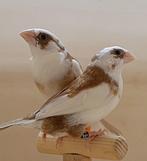 koppel bruin wit getekende japanse meeuwtjes, Animaux & Accessoires, Oiseaux | Oiseaux Autre, Plusieurs animaux, Oiseau tropical