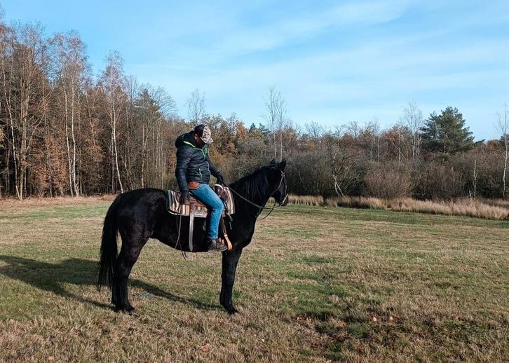 Prachtige 17j ruin, Dieren en Toebehoren, Paarden, Ruin