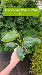 Philodendron Paraiso Verde, Huis en Inrichting, Ophalen of Verzenden