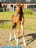 Super knap hengstveulen van Elastic, Dieren en Toebehoren, Gechipt, Dressuurpaard, 0 tot 2 jaar, Hengst