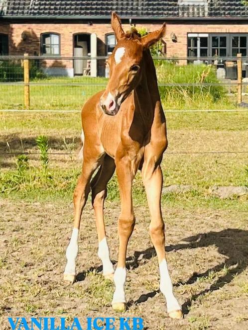 Super knap hengstveulen van Elastic, Dieren en Toebehoren, Paarden, Hengst, Onbeleerd, 165 tot 170 cm, 0 tot 2 jaar, Dressuurpaard