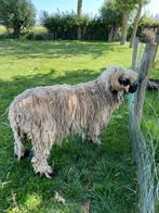 Walliser Schwarznase dekram, Mannelijk, Schaap, 3 tot 5 jaar