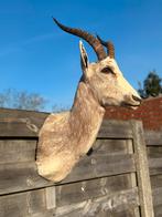 Taxidermie blesbok, Ophalen